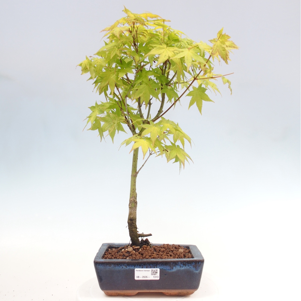 Acer palmatum Aureum - Érable doré