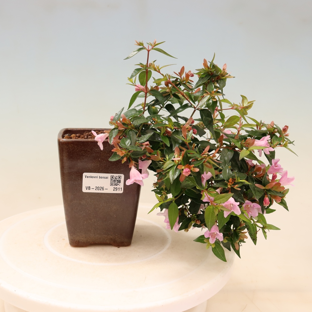 Bonsaï d'extérieur - Abelia Edward Goucher - Abélie à grandes fleurs