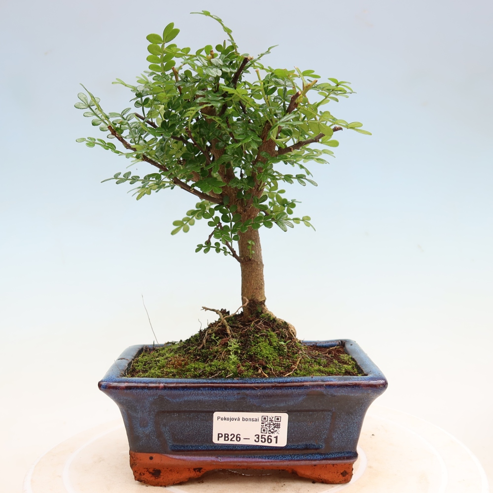 Salle bonsaï - Zantoxylum piperitum - arbre à poivre
