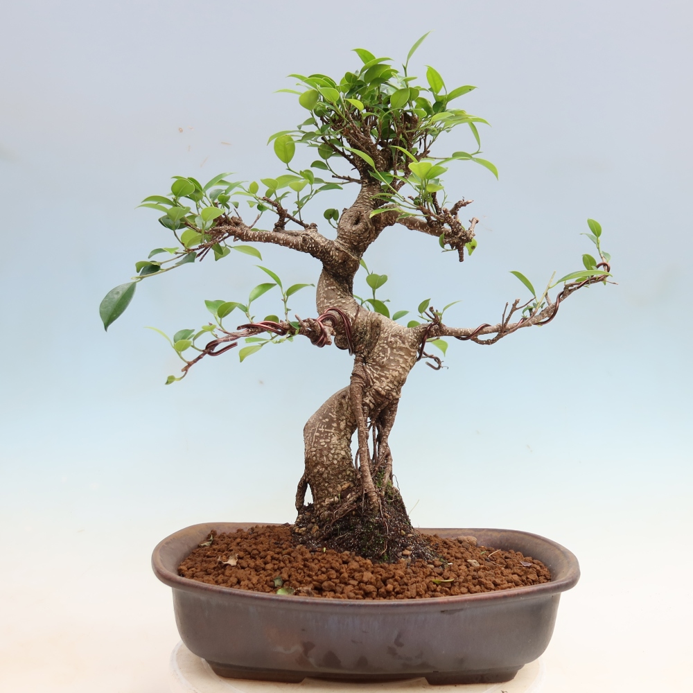Salle bonsaï - Ficus kimmen - ficus à petites feuilles
