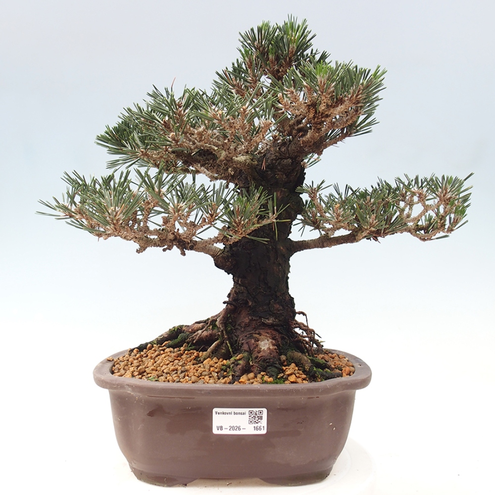 Bonsaï d'extérieur - Pinus thunbergii Kotobuki - Pin de Thunberg