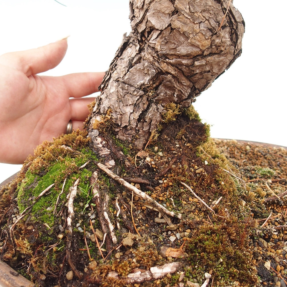 Bonsaï d'extérieur - Pinus parviflora - Pinus parviflora