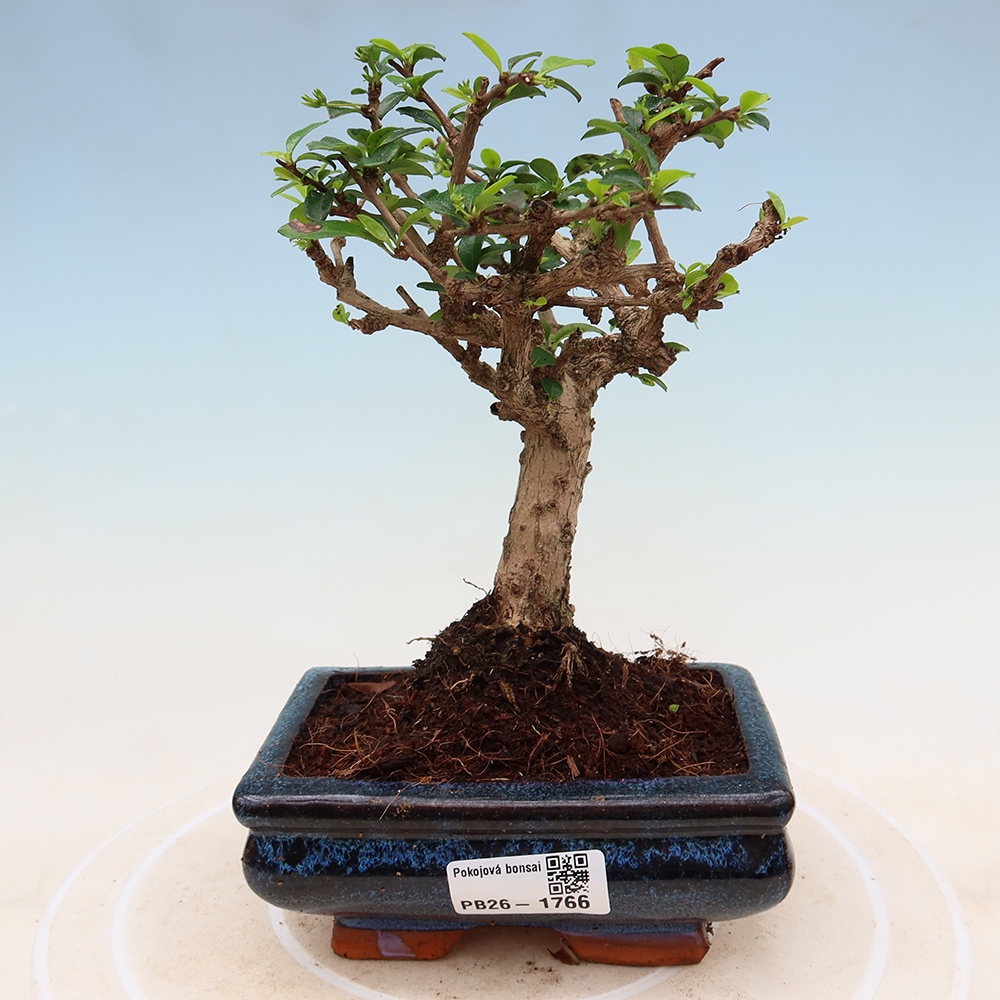 Bonsaï de chambre - Carmona macrophylla - Tea fuki