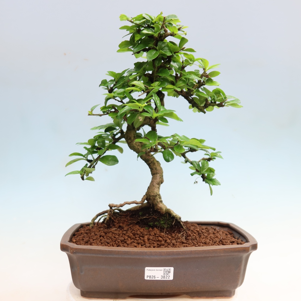 Bonsaï de chambre - Carmona macrophylla - Tea fuki