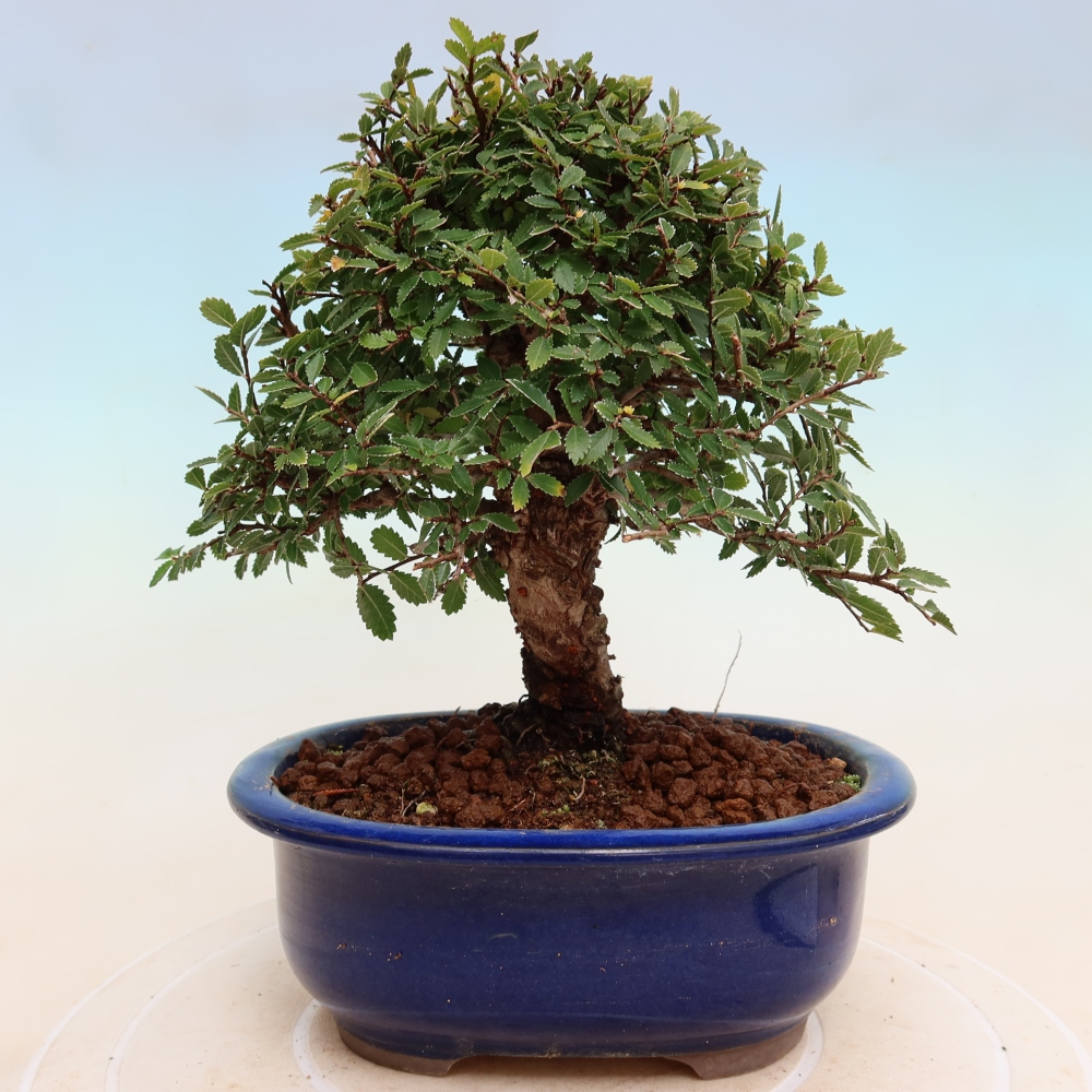 Bonsaï d'extérieur - Zelkova - Zelkova NIRE