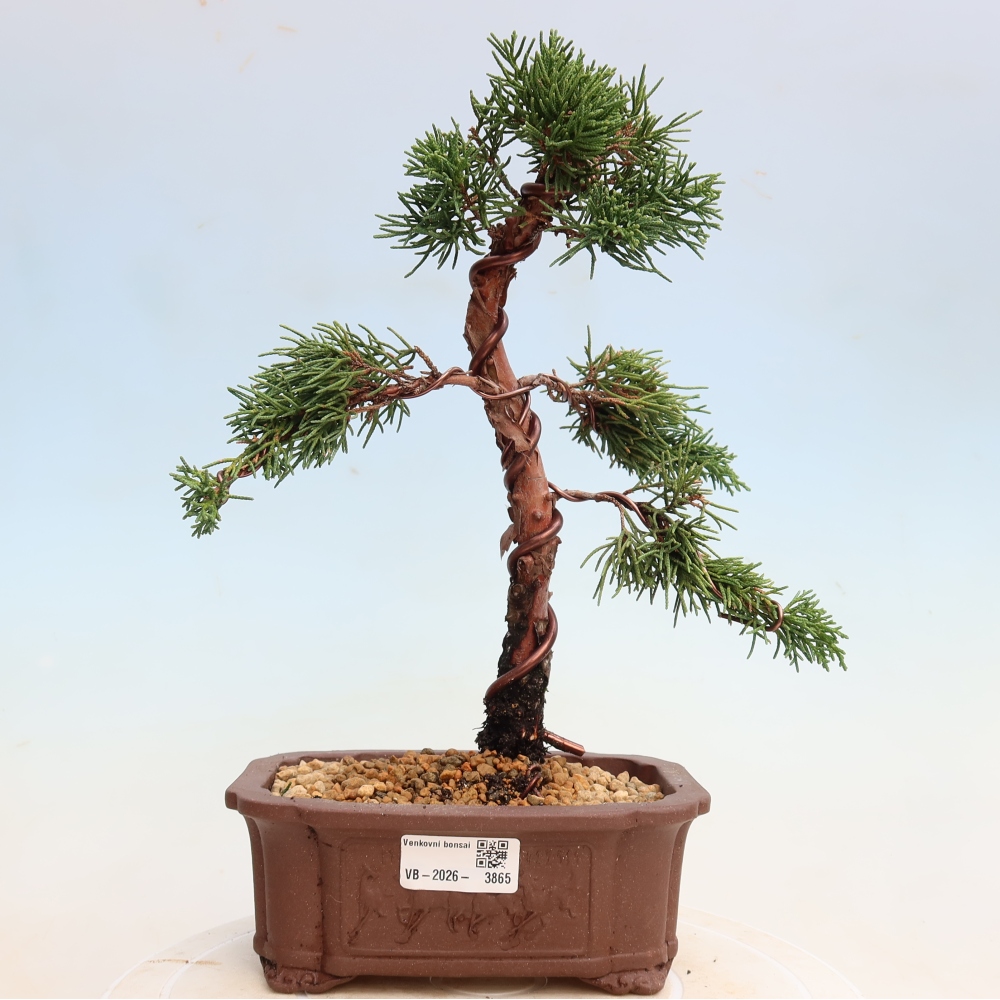 Bonsaï d'extérieur - Juniperus chinensis Kishu