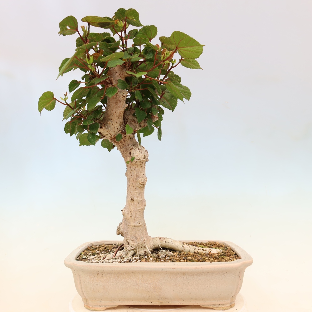 Bonsaï d'intérieur - Hibiscus tiliaceus - Hibiscus de mer