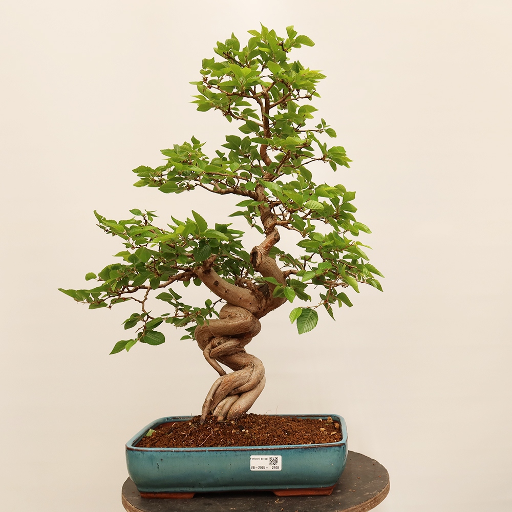 Bonsaï d'extérieur -Carpinus Coreana - Charme de Corée
