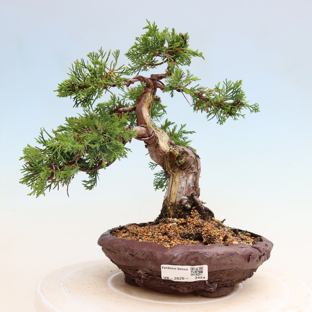 Bonsaï d'extérieur - Juniperus chinensis Itoigawa-Juniperus chinensis
