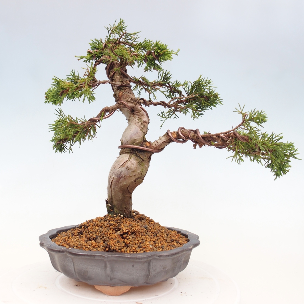 Bonsaï d'extérieur - Juniperus chinensis Itoigawa