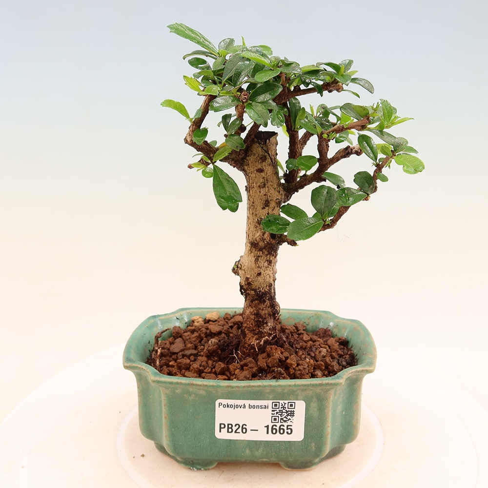 Bonsaï de chambre - Carmona macrophylla - Tea fuki