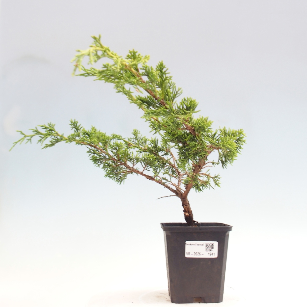 Bonsaï d'extérieur - Juniperus chinensis Itoigawa