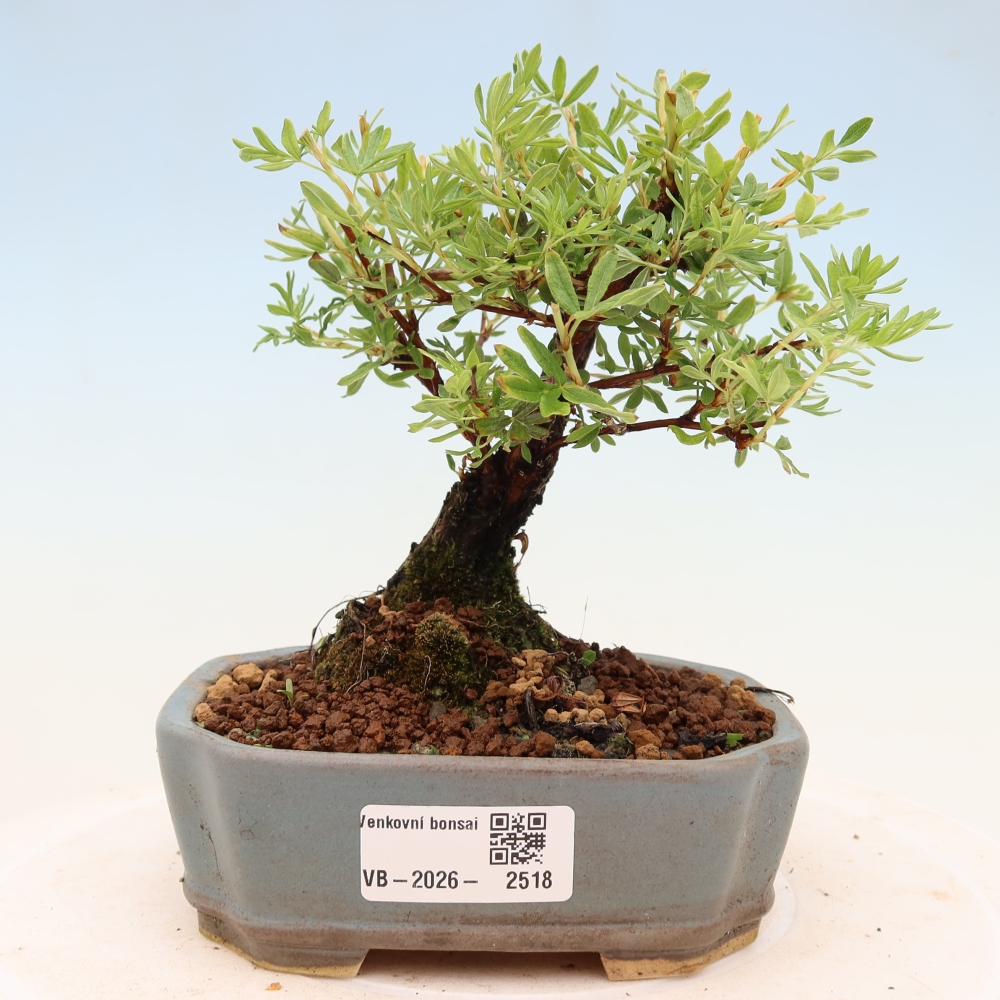 Bonsaï d'extérieur - Potentila fruticosa