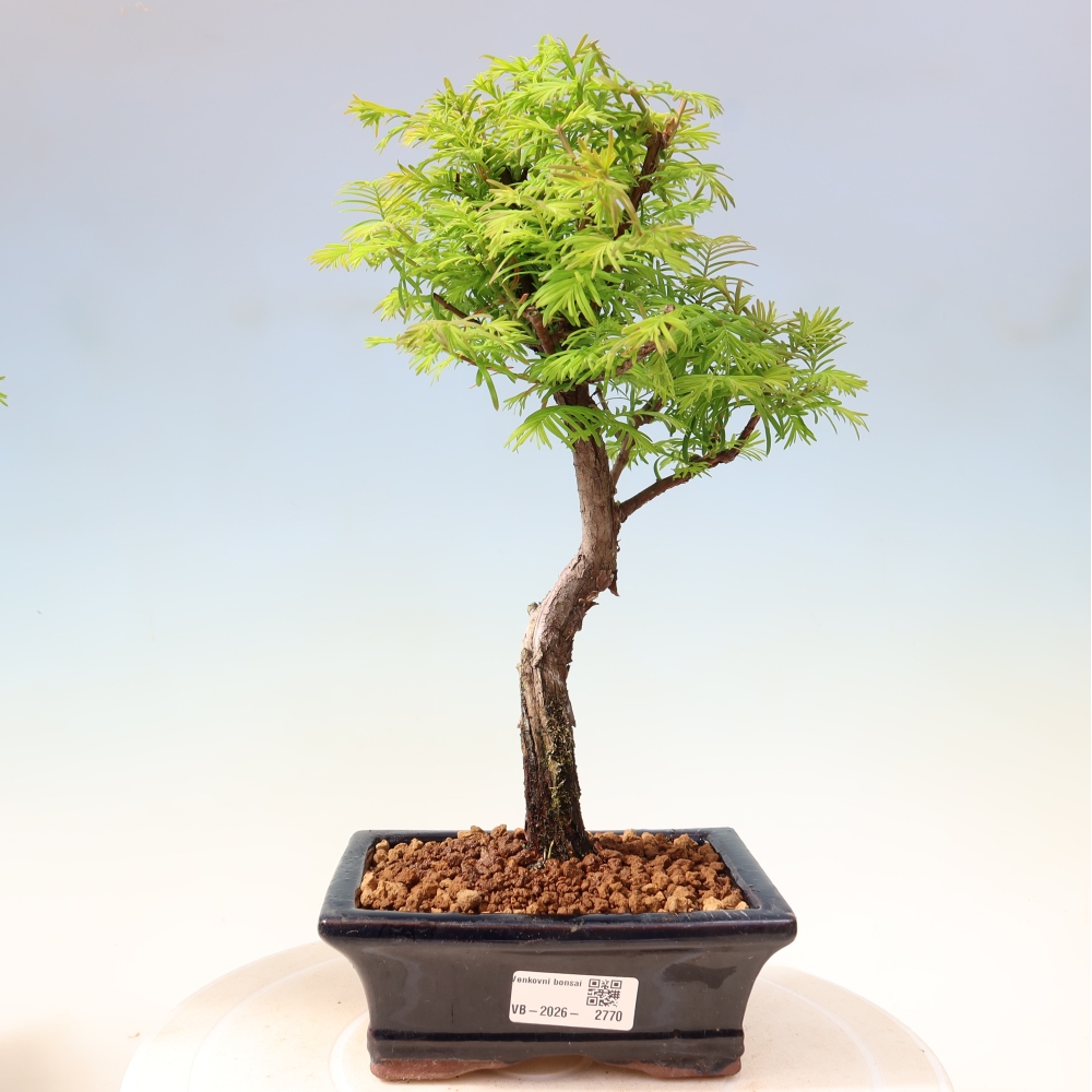 Bonsaï d'extérieur - Metasequoia glyptostroboides - Metasequoia chinois