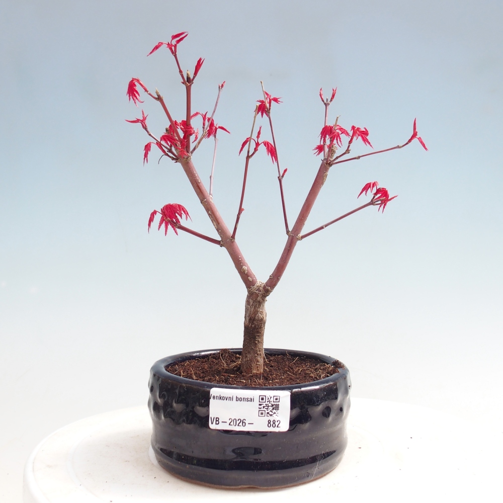 Bonsaï d'extérieur - Acer palmatum DESHOJO