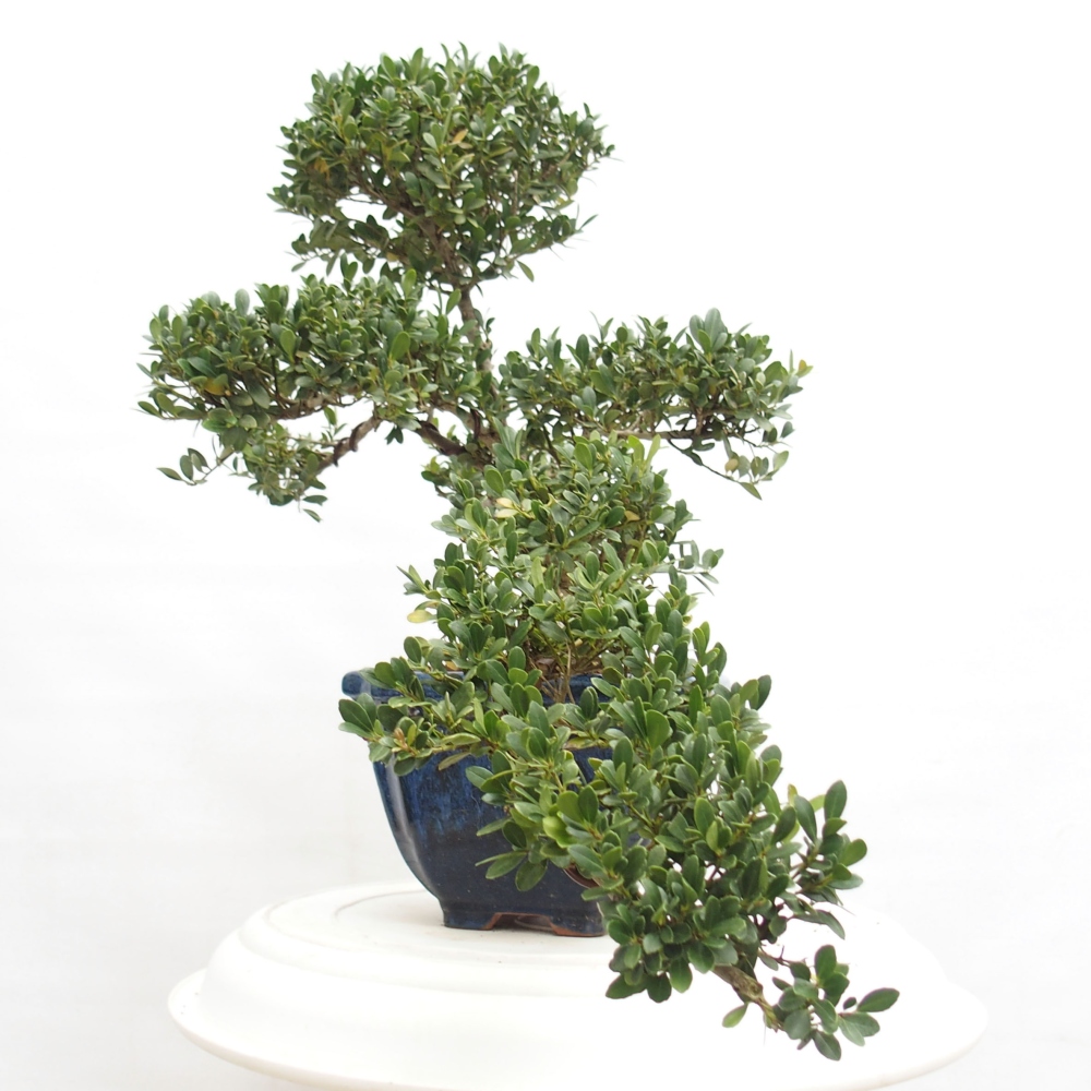 Bonsaï de chambre - Ilex crenata - Houx