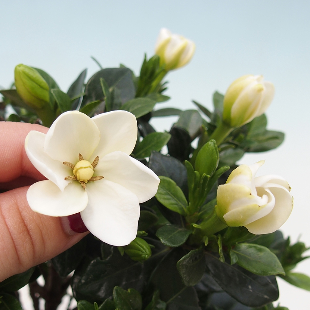 Bonsaï de chambre - Gardenia jasminoides-Gardenia