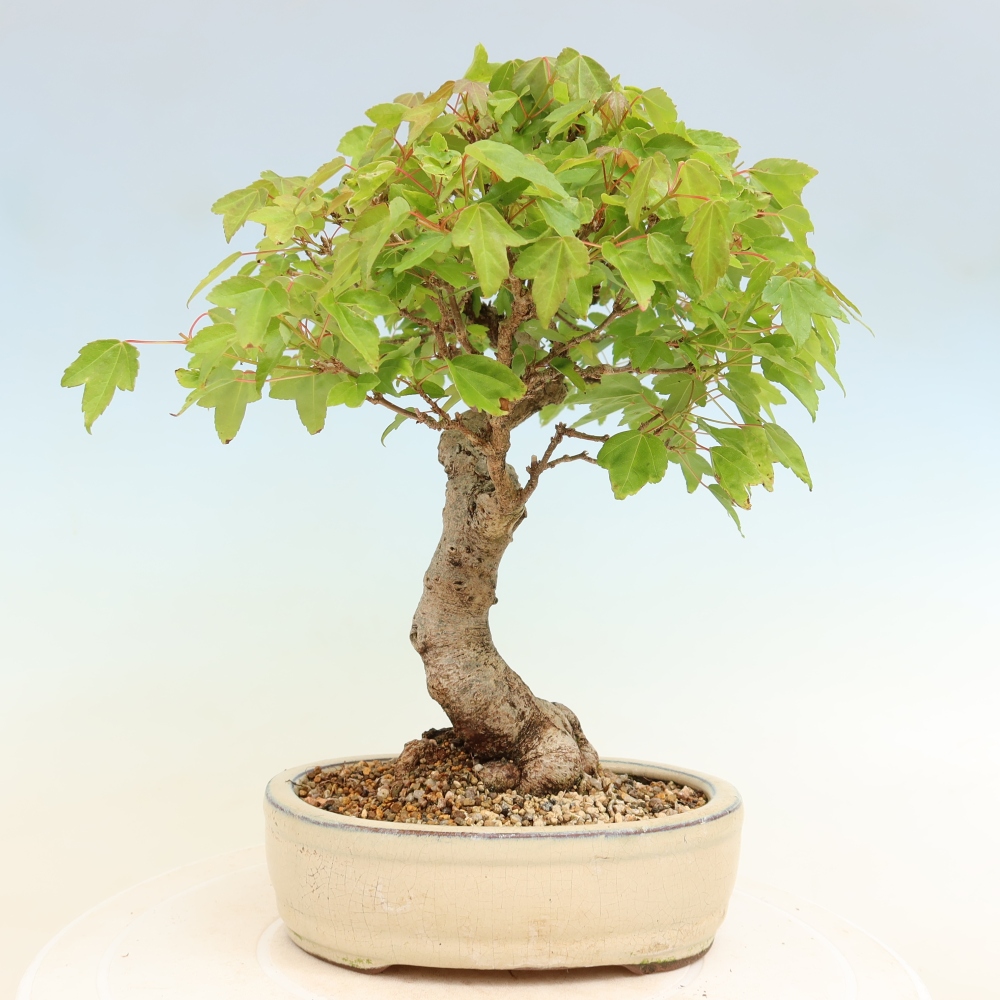 Bonsaï d'extérieur - Maple Burger - Acer Burgerianum