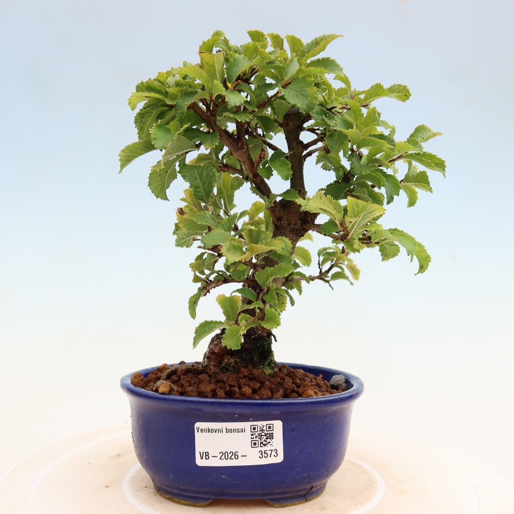 Bonsaï d'extérieur - Zelkova - Zelkova NIRE