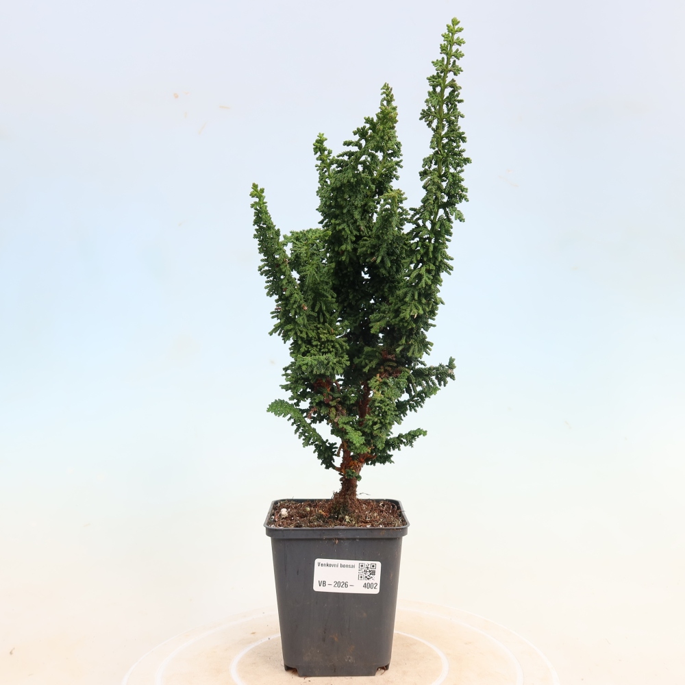 Bonsaï d'extérieur - Cham. obtusa SEKKA HINOKI - Cyprès