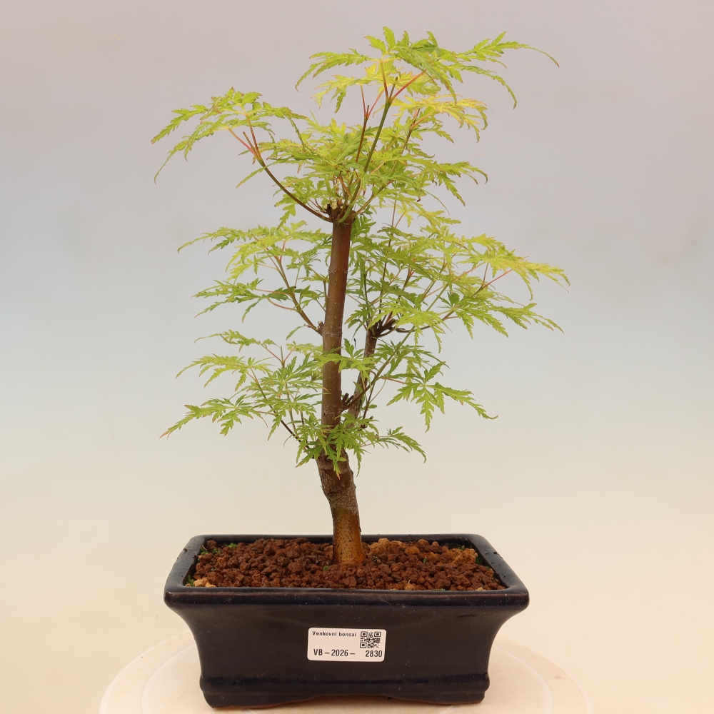 Bonsaï d'extérieur - Acer palmatum Dissectum