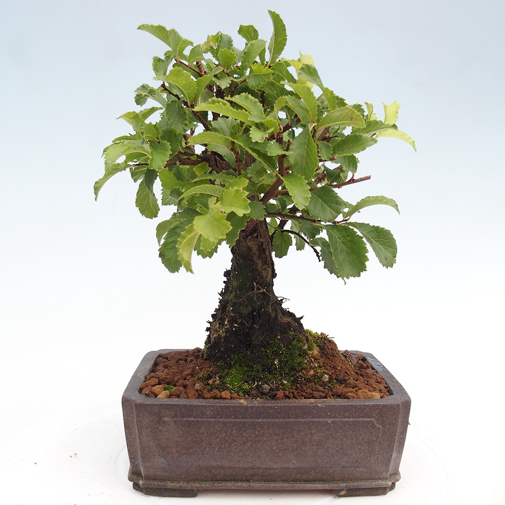 Bonsaï d'extérieur - Zelkova - Zelkova NIRE