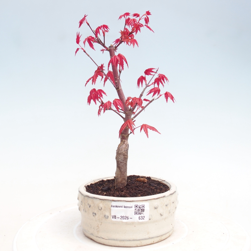 Bonsaï d'extérieur - Acer palmatum DESHOJO