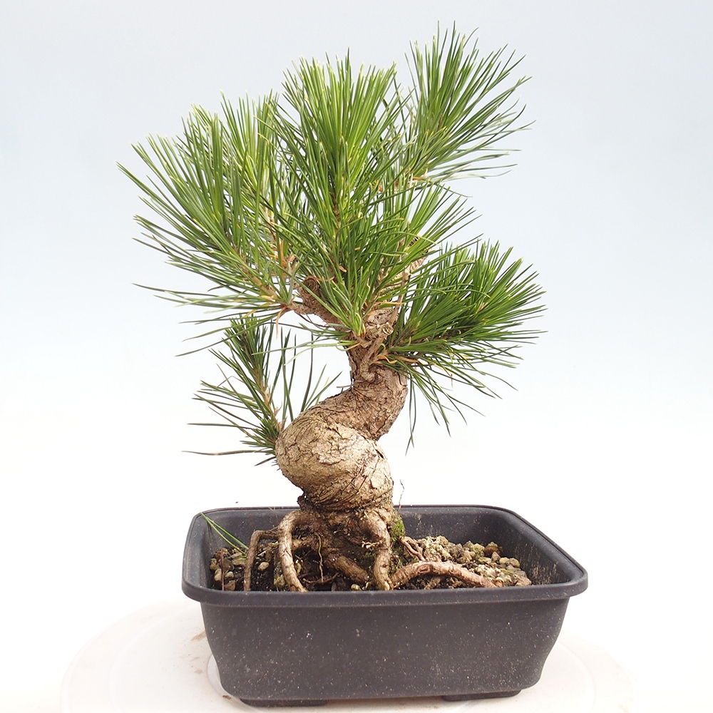 Bonsaï d'extérieur - Pinus thunbergii - Pin de Thunberg