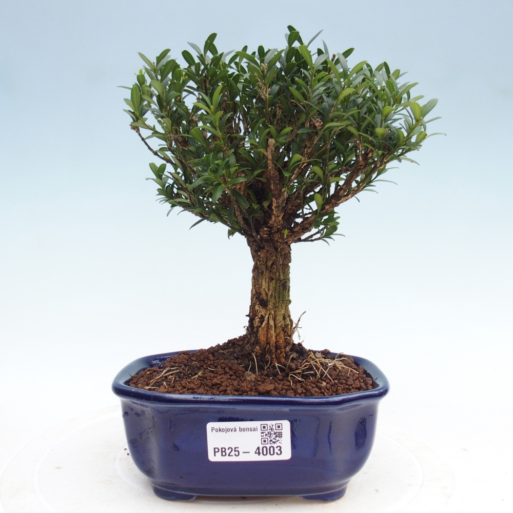 Bonsaï de chambre - Buxus harlandii - buxus liège
