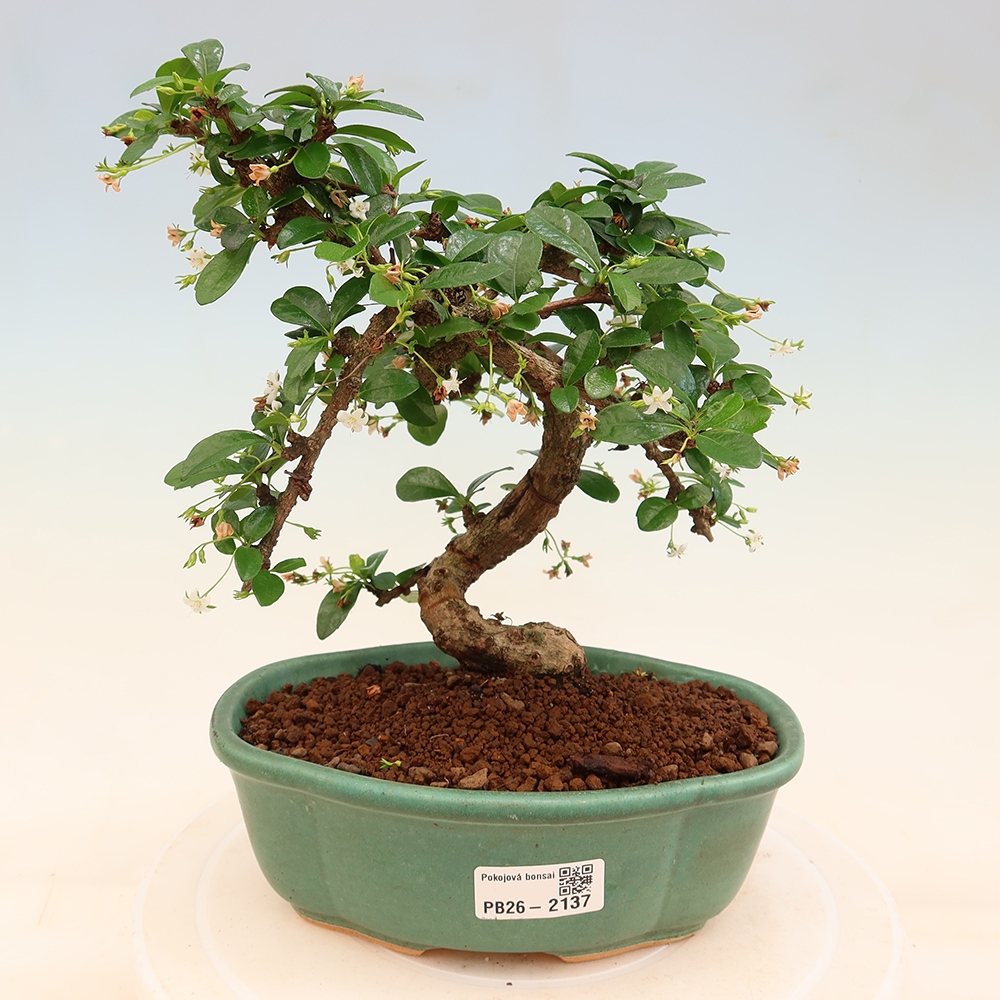Bonsaï de chambre - Carmona macrophylla - Tea fuki