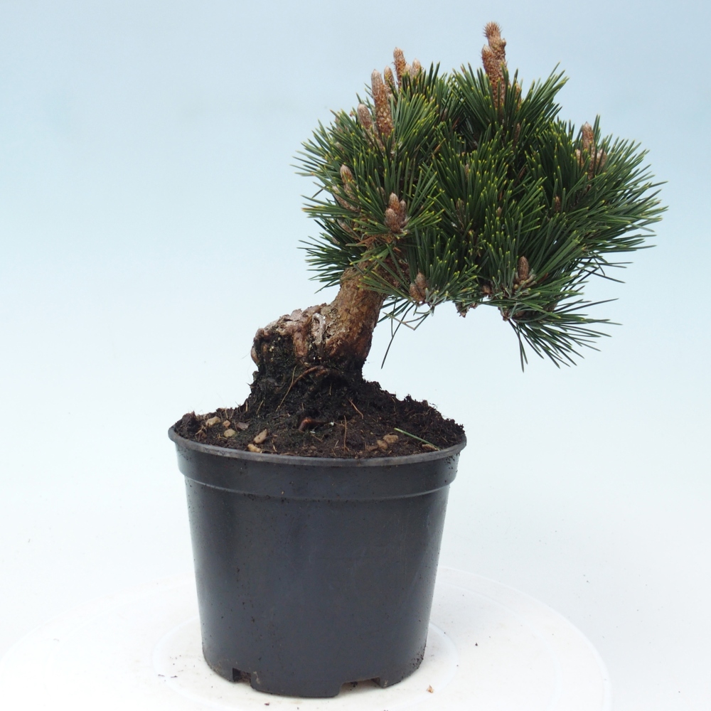 Bonsaï d'extérieur - Pinus thunbergii senjyumaru - Pin de Thunberg