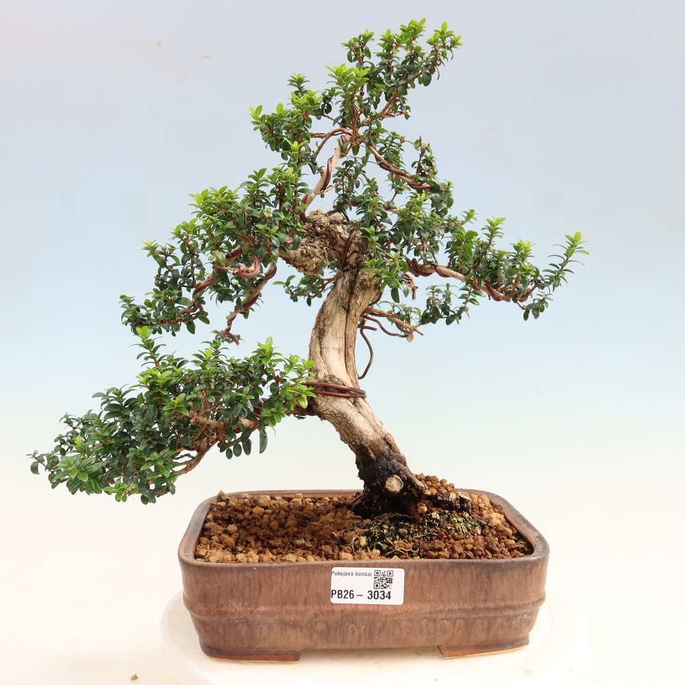 Bonsaï de chambre - Myrtus communis - Myrte