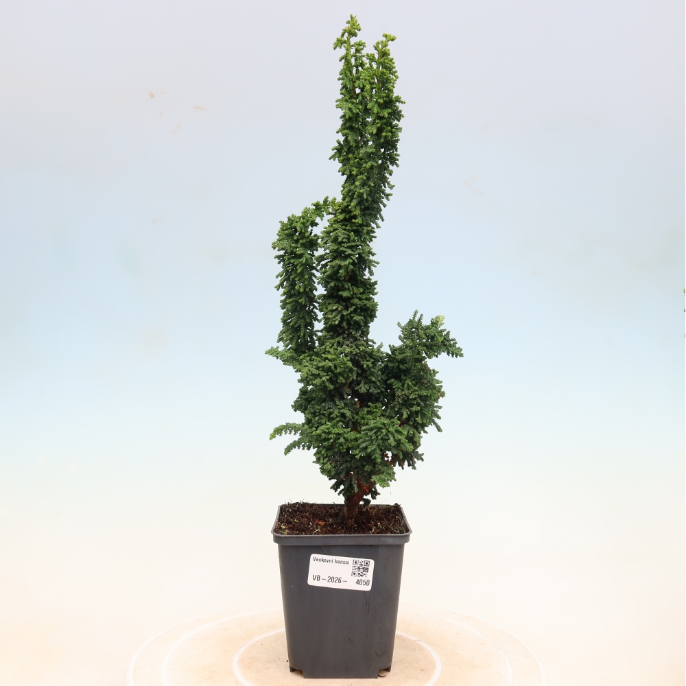 Bonsaï d'extérieur - Cham. obtusa SEKKA HINOKI - Cyprès