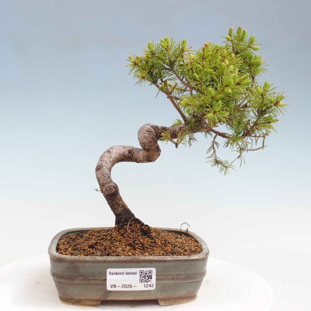 Bonsaï d'extérieur - Épicéa - Picea glauca globe