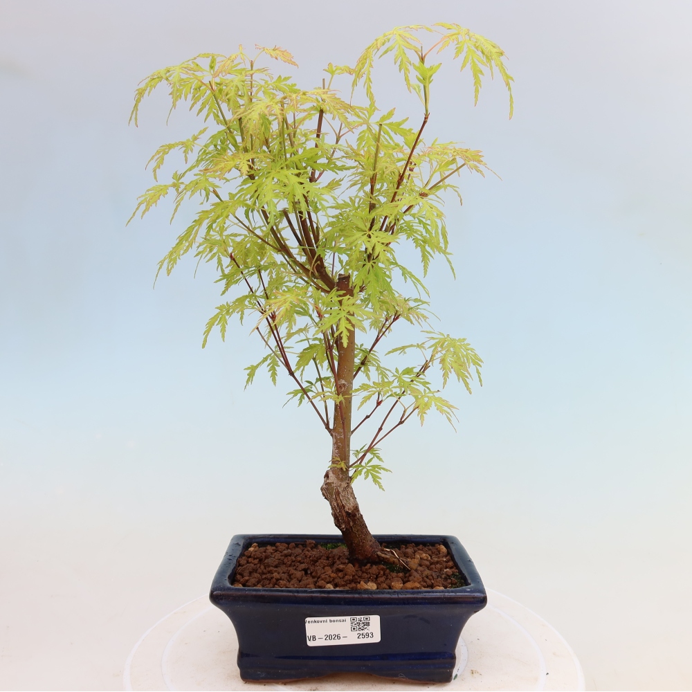 Bonsaï d'extérieur - Acer palmatum Dissectum