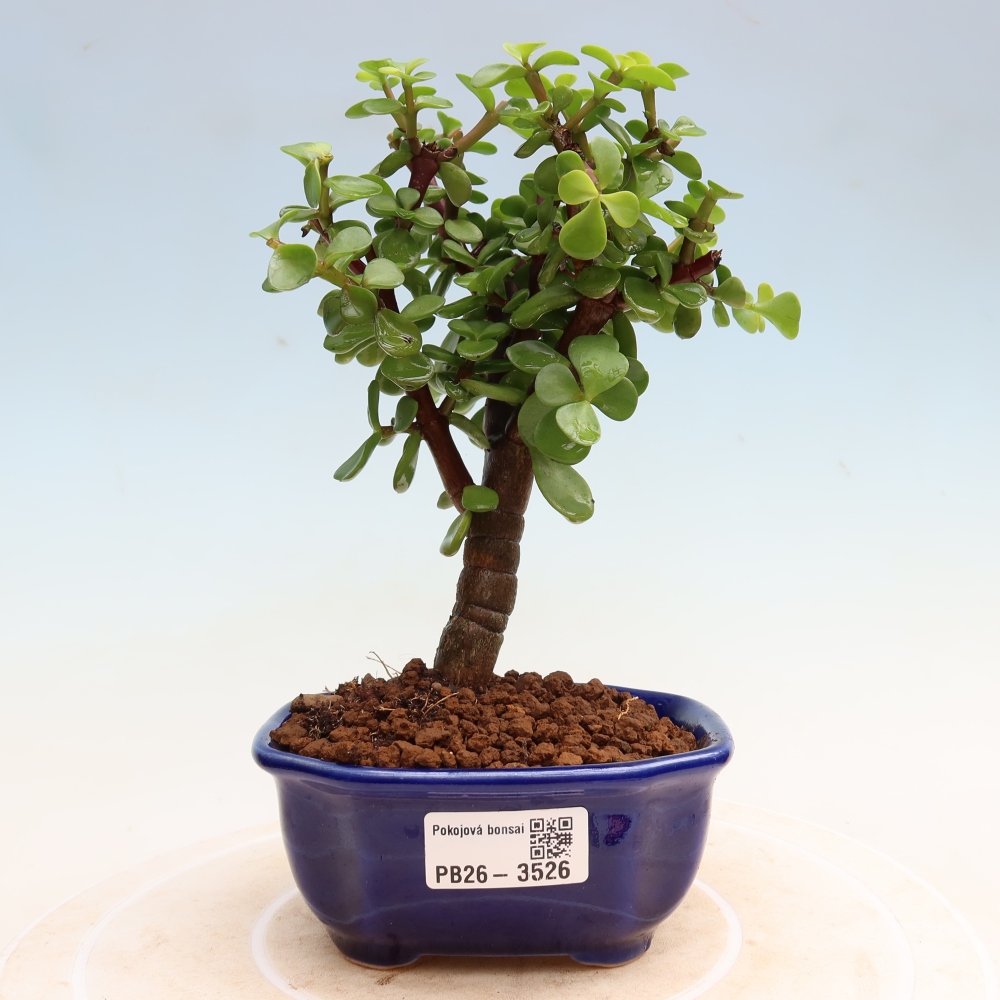 Bonsaï de chambre - Portulakaria Afra - Tlustice