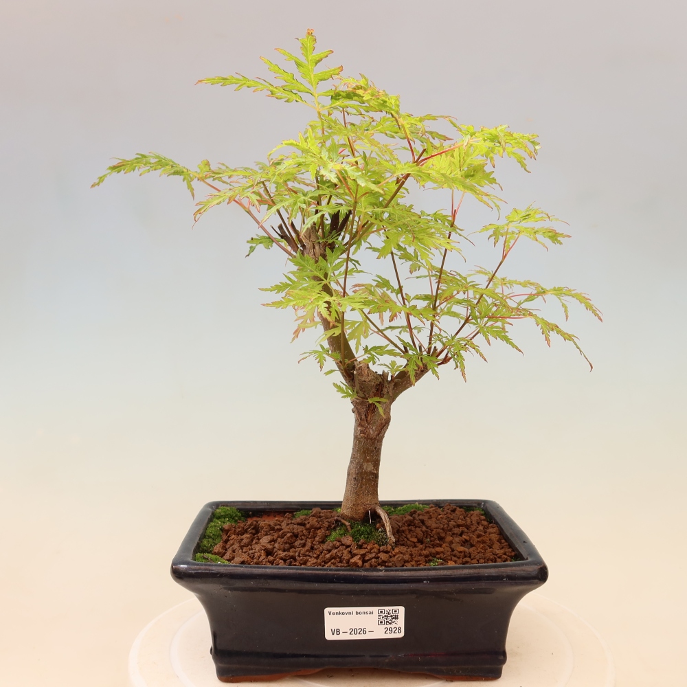 Bonsaï d'extérieur - Acer palmatum Dissectum
