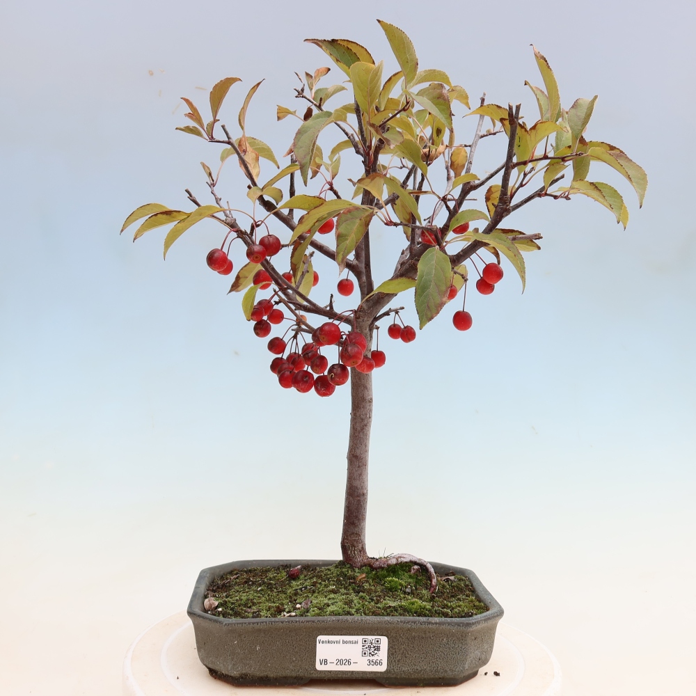 Bonsaï d'extérieur -Malus domestica - Pommier à petits fruits et à feuilles rouges