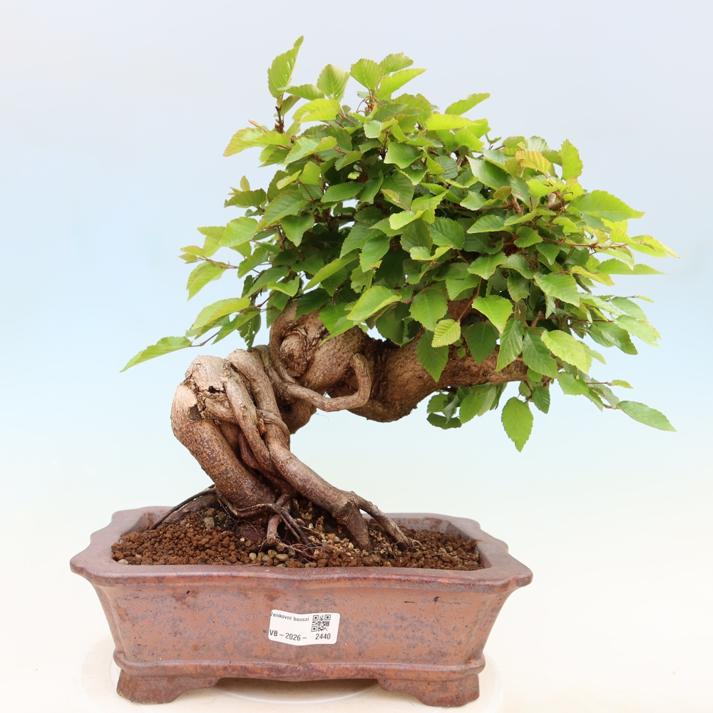 Bonsaï d'extérieur -Carpinus Coreana - Charme de Corée