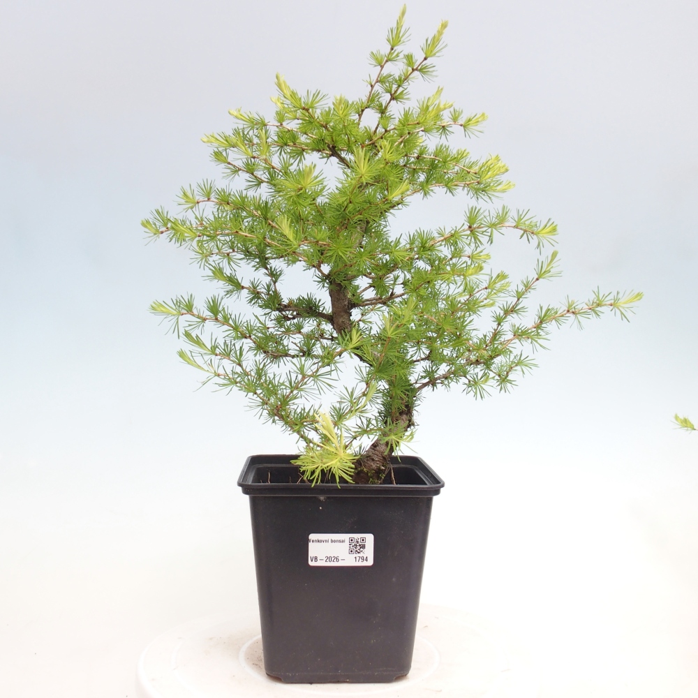 Bonsaï d'extérieur -Larix decidua - Mélèze