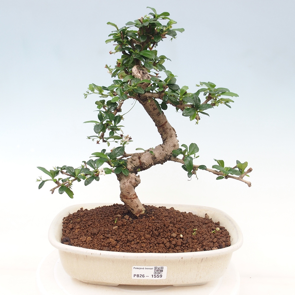 Bonsaï de chambre - Carmona macrophylla - Tea fuki