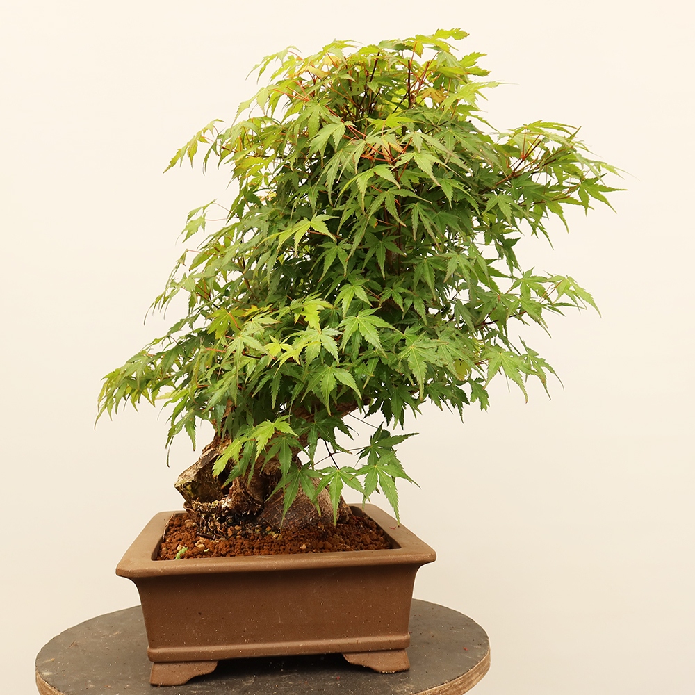 Bonsaïs d'extérieur - Maple palmatum - Palmiers