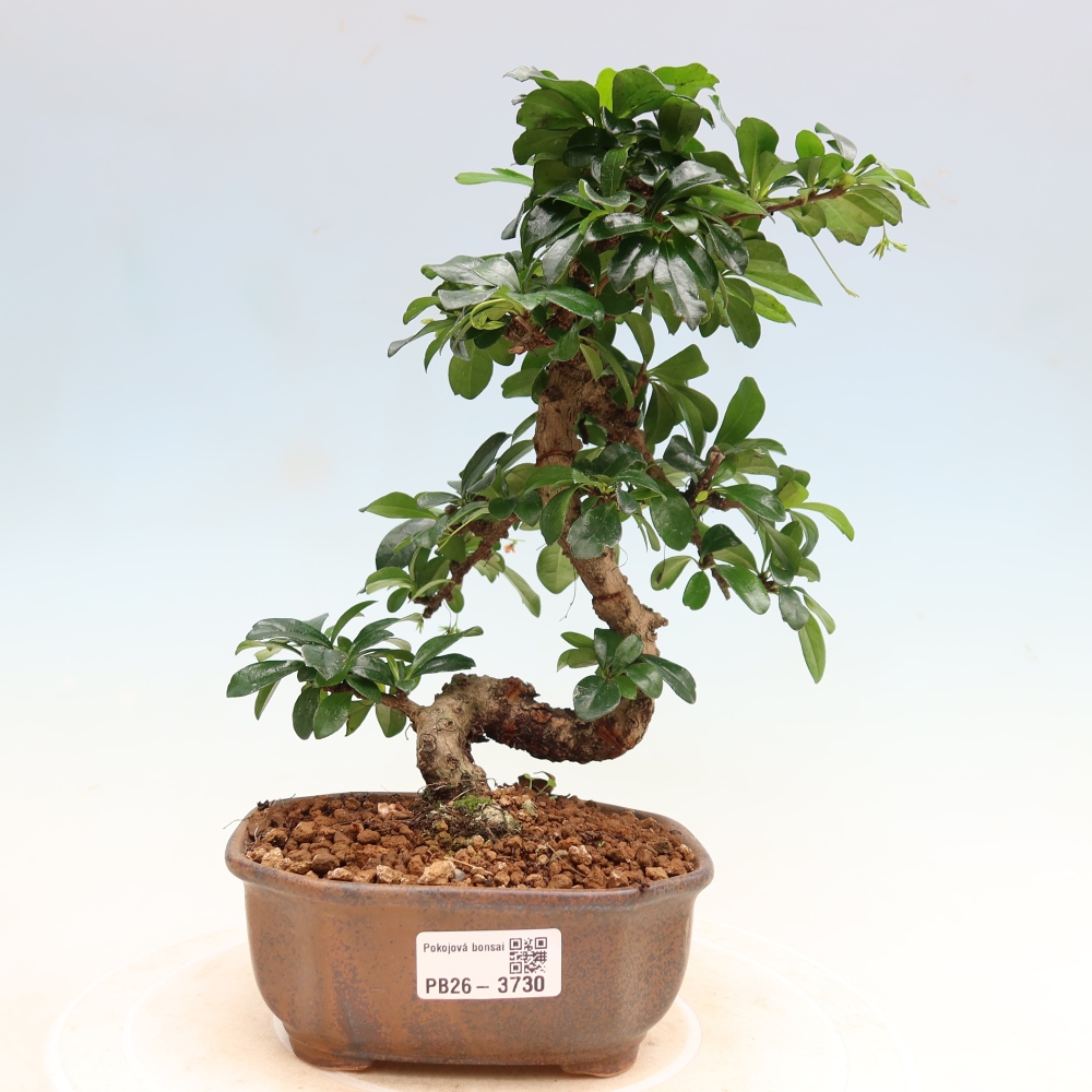 Bonsaï de chambre - Carmona macrophylla - Tea fuki