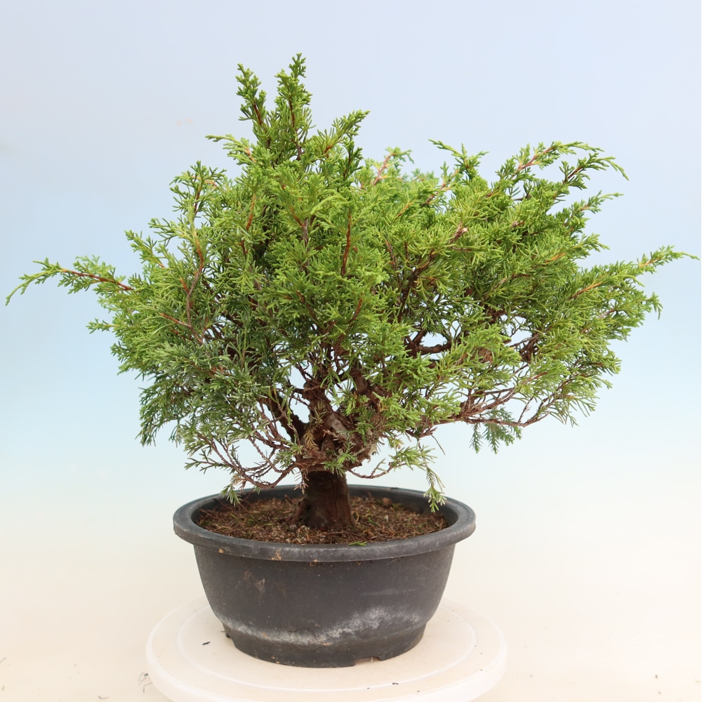 Bonsaï d'extérieur - Juniperus chinensis Itoigawa-Juniperus chinensis