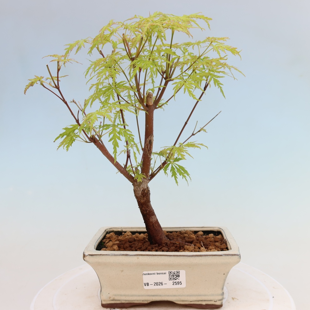 Bonsaï d'extérieur - Acer palmatum Dissectum