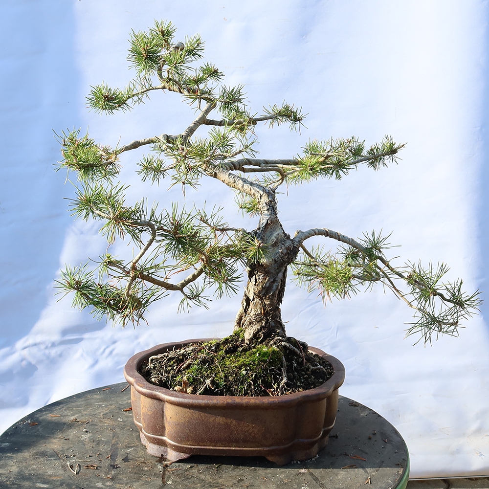 Pinus sylvestris Espagne - pin sylvestre