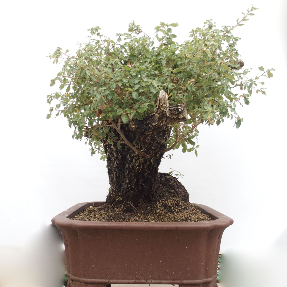 Yamadori - Quercus Ilex - Chêne vert