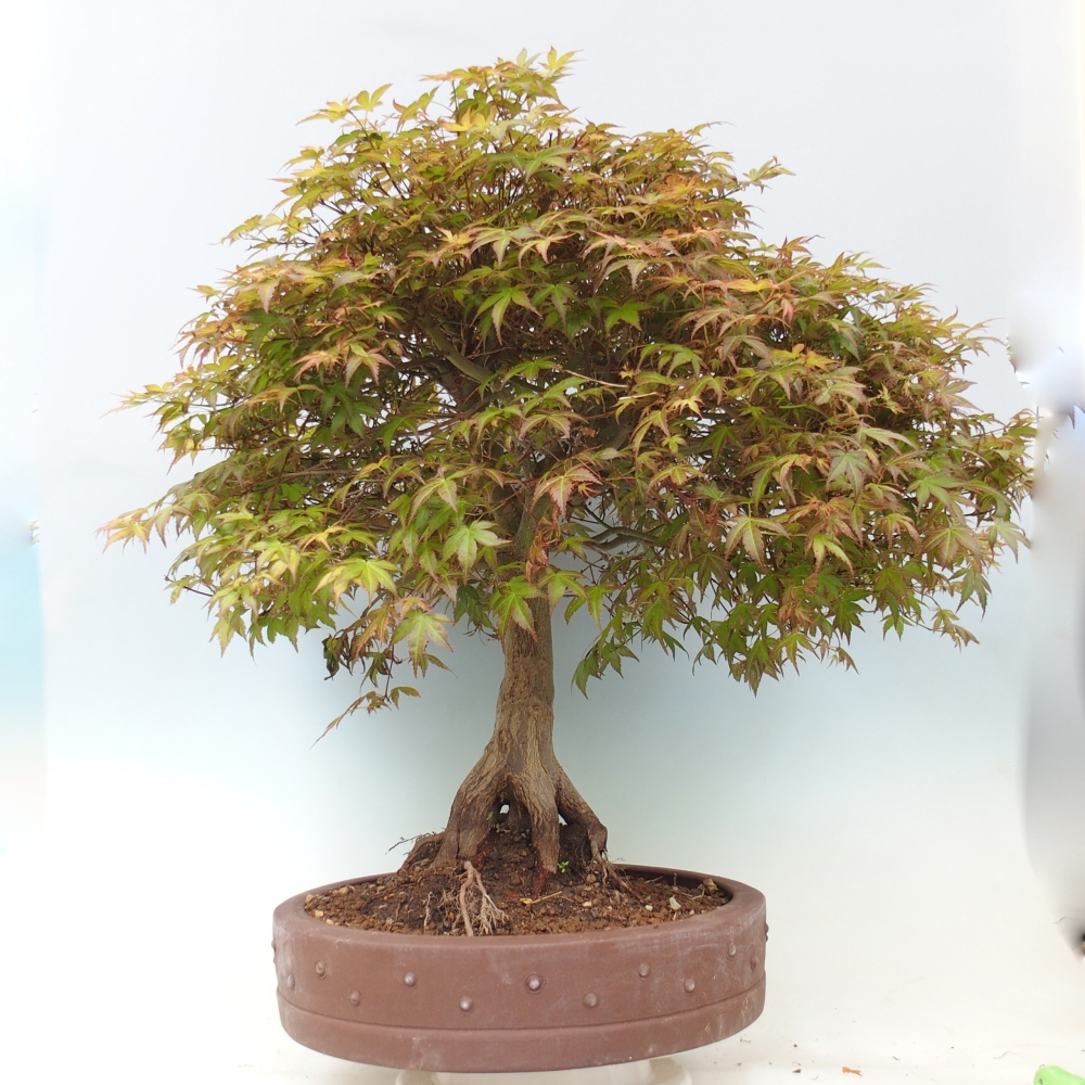 Érable de Norvège - Acer palmatum Beni Tsukasa
