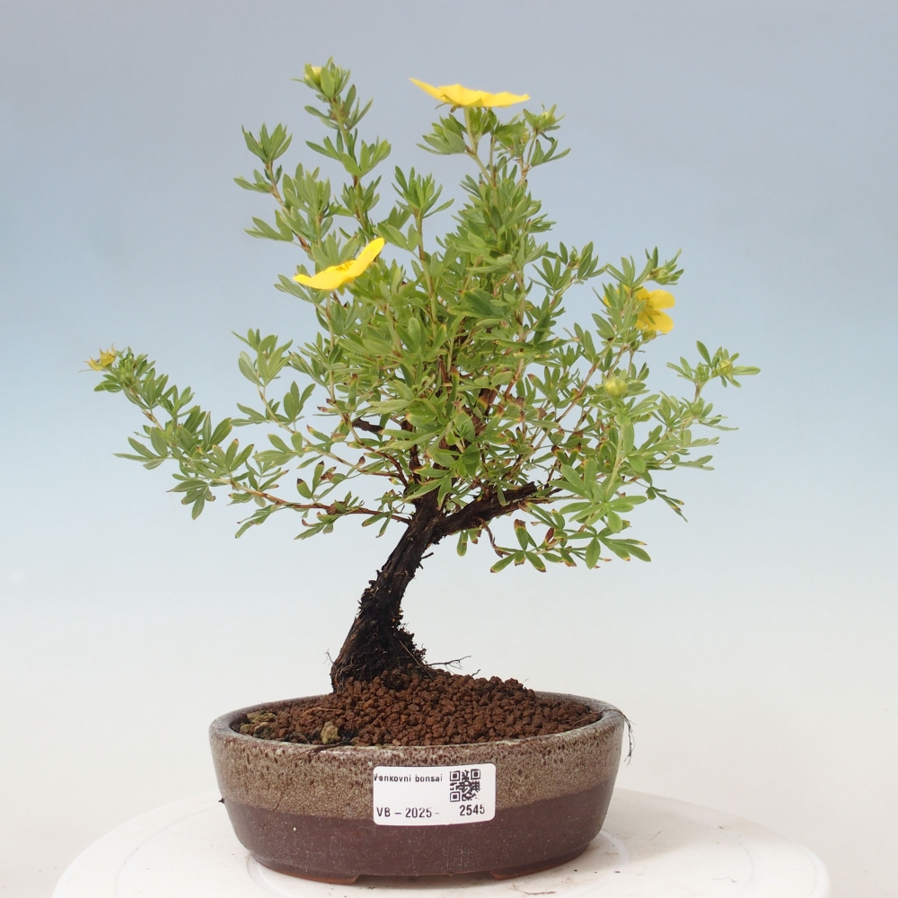 Bonsaï d'extérieur - Potentila fruticosa yellow Bird