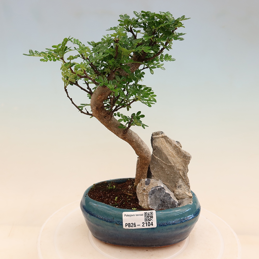 Salle bonsaï - Zantoxylum piperitum - arbre à poivre